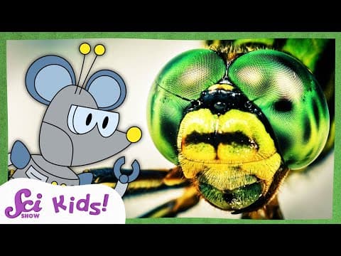 How Do Insect Eyes Work? | Compound Eyes | Amazing Animal Senses
