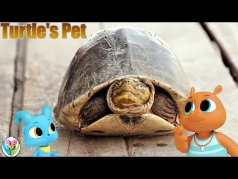 The Pets in the World