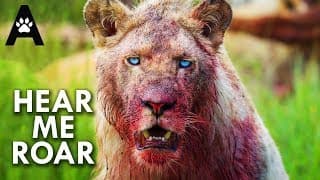 Lions | Pride or Die