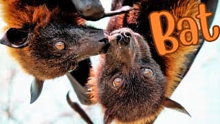 Bats Guardians of the Night Sky