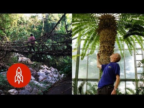 The world’s loneliest tree and marvels of the natural world