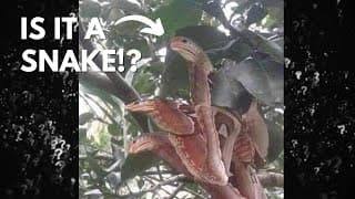 Why Does This Moth Look Like a Snake