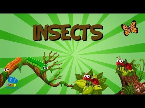 Insects