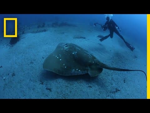 Largest Known Marine Stingray Study | National Geographic - YouTube