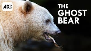 Spirit Bears | Described Video