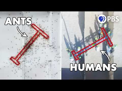 The Intelligence Test Where Ants Beat Humans