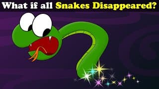 What if all Snakes Disappeared  more videos | aumsum kids science education children