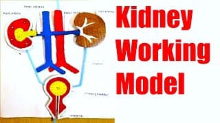 kidney working model 3d making using waste materials | science project