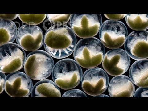 Once a Spawn a Time: Horseshoe Crabs Mob the Beach | Deep Look - YouTube