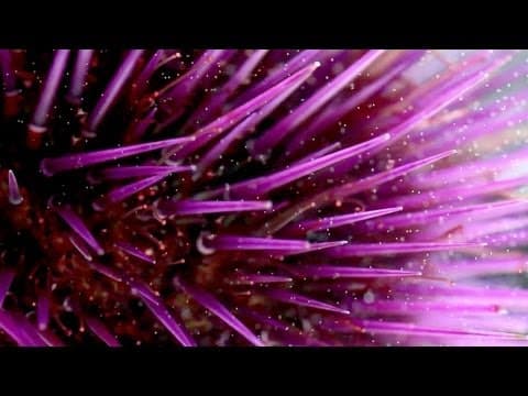 How Life Begins in the Deep Ocean