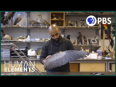 Helping an underweight newborn aye-aye nurse