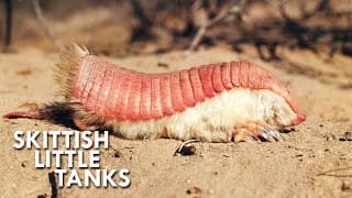 Pink Fairy Armadillos are Pint Sized Tanks