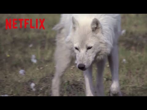 Summer | Frozen Planet