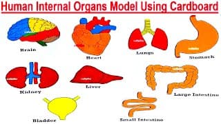 Human Body Internal Organs Model Making Using Cardboard