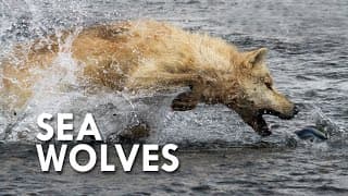 Sea Wolves| When Mammals Go to Sea