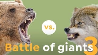 How these Wolves Challenged the Mighty Brown Bear I Nature is Brutal