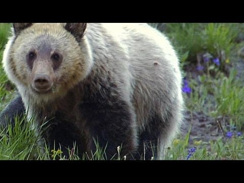 Bears Eat Dirt? - YouTube