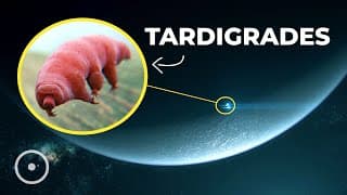 Scientists Want To Send Tardigrades To Distant Stars