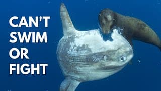 Why Is This Fish Not Extinct | Ocean Sunfish
