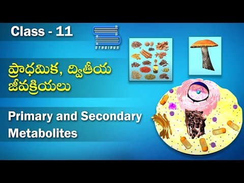 ప్రాధమిక, ద్వితీయ జీవక్రియలు - Primary and Secondary metabolites