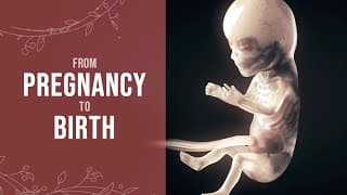 Pregnancy - How a Wonder is Born