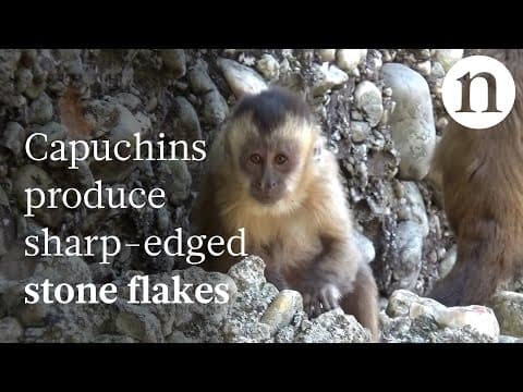 Monkeys can make stone tools too