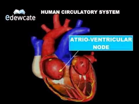 Human Anatomy - Heart circulatory system.flv