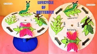 life cycle of a butterfly model making using cardboard | science project