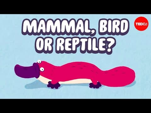 A year in the life of one of Earth's weirdest animals - Gilad Bino - YouTube