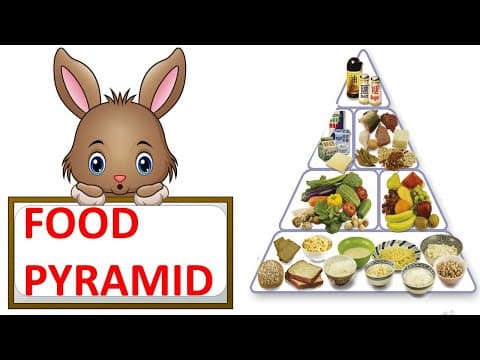 Food pyramid - healthy diet - healthy plate - science video for children