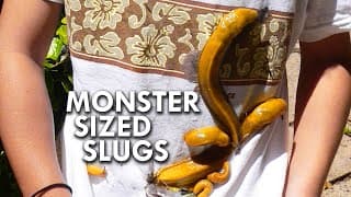 Banana Slugs Have 90 Times More Teeth Than A Great White Shark