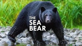 Coastal Black Bear | The Original Sea Bear