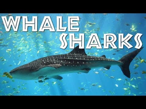 All about whale sharks for children: whale shark video for kids
