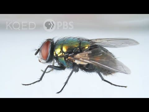 Here’s How That Annoying Fly Dodges Your Swatter | Deep Look - YouTube