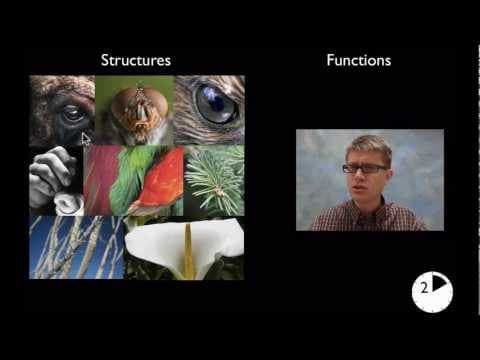 Structure and Function