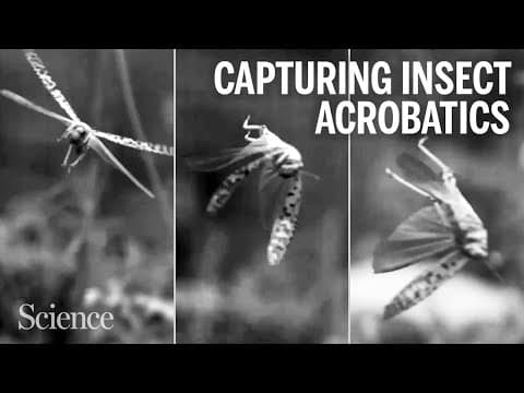 A new way to snoop on insect swoops and swirls - YouTube
