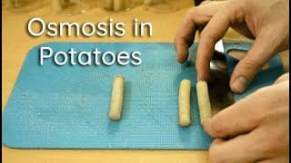 Osmosis in Potato Strips Bio Lab