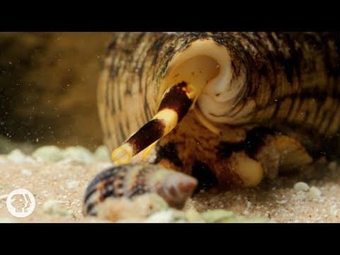 Watch These Cunning Snails Stab and Swallow Fish Whole