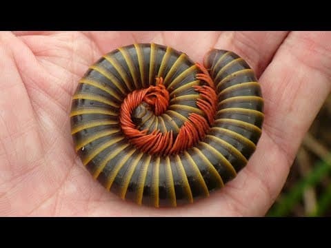 Giant Millipede from the Amazon rainforest of Ecuador - YouTube
