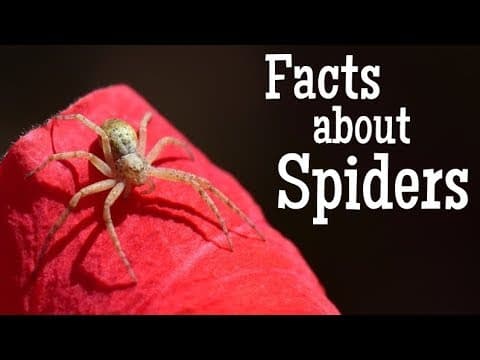 Facts about spiders for kids