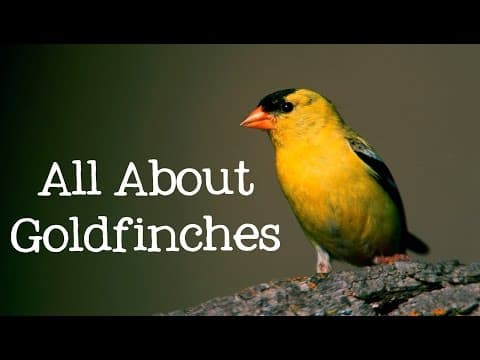 All about goldfinches backyard bird series
