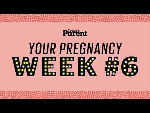 Your pregnancy: 6 weeks