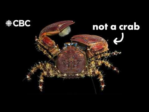 Not all crabs are crabs - YouTube