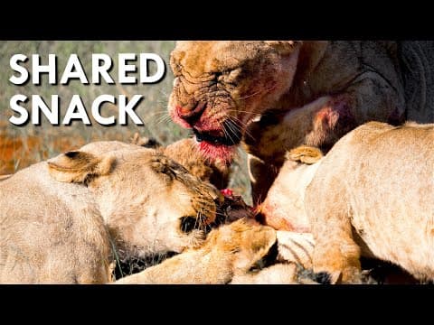 The Six Key Elements Of Pack Hunting