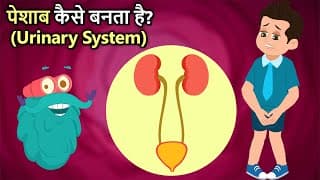 पेशाब कैसे बनता है | How Your Urinary System Works In Hindi | Dr Binocs Show