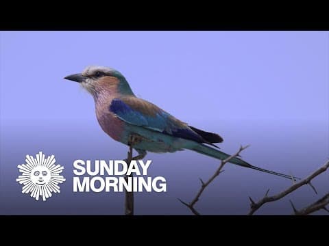 The head movements of birds