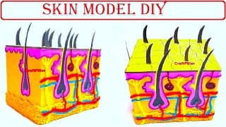skin model 3d project ideas | anatomy science project | DIY