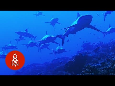 Swimming Through the Wall of Sharks