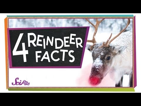 4 Facts to Know About Reindeer