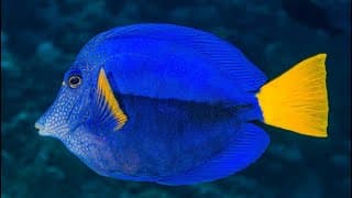 Facts | The Purple Tang